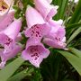 Digitalis in the Exotic garden (Digitalis purpurea (Common foxglove))
