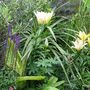 Part of the exotic garden