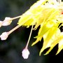 Img_0010