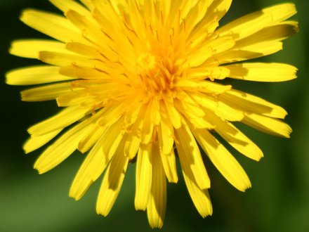 A garden flower photo