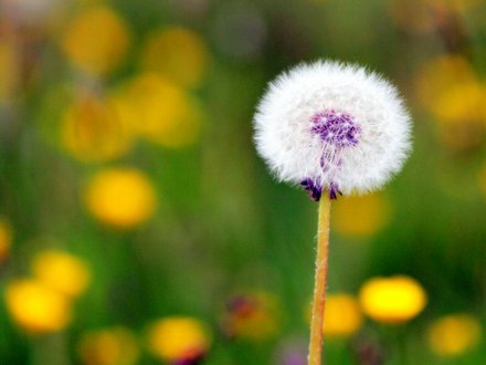 A garden flower photo