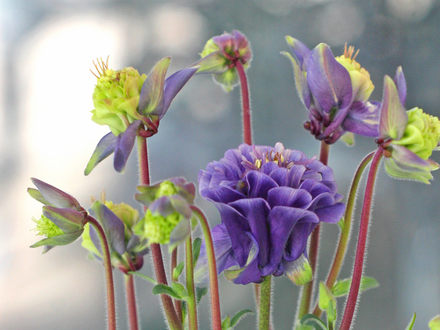 Aquilegia vulgaris 'Winky Double Blue-White' (Aquilegia vulgaris 'Winky Double Blue-White')