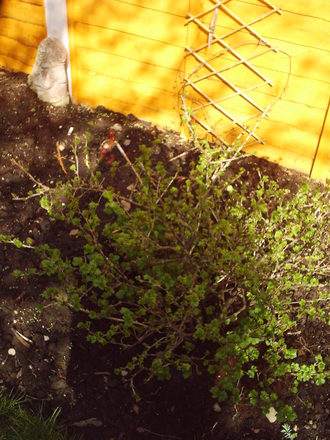 back__garden_spring_gooseberries_2008_021.jpg