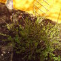 Back__garden_spring_gooseberries_2008_021