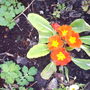 Back_garden_spring_2008_042