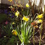 Back_garden_spring_2008_044