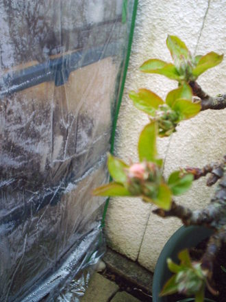 back_garden_spring_apple_bud_2008_017.jpg