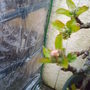 Back_garden_spring_apple_bud_2008_017