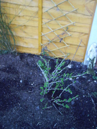 back_garden_spring_blue_berry_2008_001.jpg