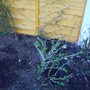 Back_garden_spring_blue_berry_2008_001