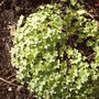 Back_garden_spring_geranium_2008_045