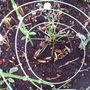 Lucifer_spring_2008_055