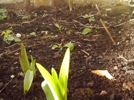 back_garden_spring_lilly_bud_2008_051.jpg
