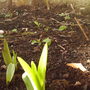 Back_garden_spring_lilly_bud_2008_051