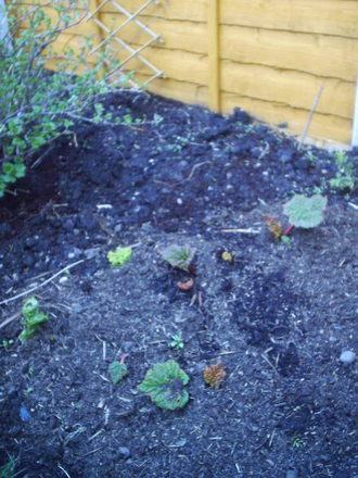 back_garden_spring_rhubarb_2008_006.jpg