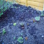 Back_garden_spring_rhubarb_2008_006