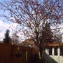 Back_garden_spring_flowering_plum_2008_025