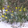 Easter Daffodils
