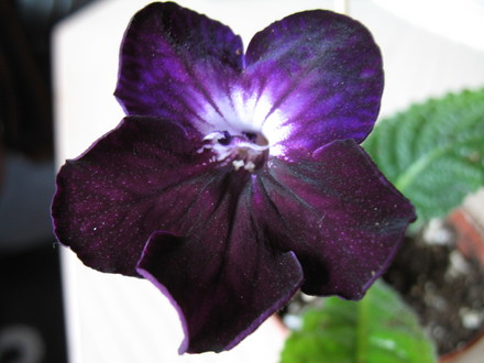 Streptocarpus Royal Knight (Streptocarpus)