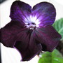 Streptocarpus
