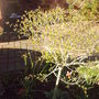 Front_garden__standard_lilac_spring_2008_058