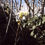 Backgarden_spring_plum__2008_015