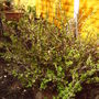 Back_garden_spring_gooseberries_2008_022