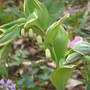Variegated Smooth Solomon's Seal (Polygonatum odoratum "variegatum")