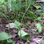 Fern_adder_s_tongue_long_sporefrond_5-13-06_good_crop_med