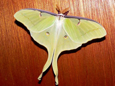 Luna Moth Actias luna (Actias luna)