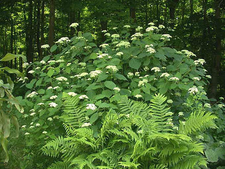 Hydrangea Annabelle as Lacecap (Hydrangea aborescens 
