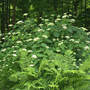 Hydrangea_annabelle_front_lacecap_6-15-05