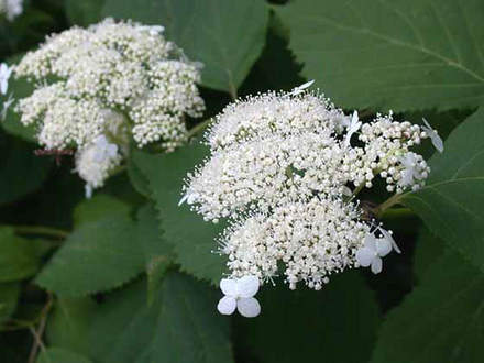 Hydrangea Annabelle Lacecap Close (Hydrangea aborescens 