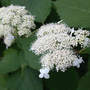 Hydrangea_annabelle_all_lacecap_6-12-04_close_med