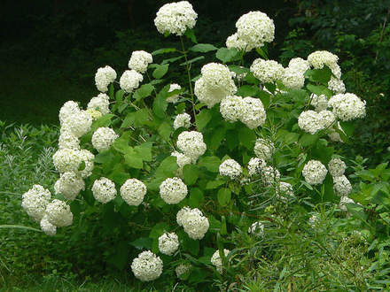 Hydrangea Annabelle With Mopheads (Hydrangea aborescens Annabelle)