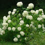 Hydrangea aborescens Annabelle