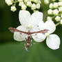 Moth_plume_tails_good_6-15-04_annabelle