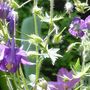 Image016