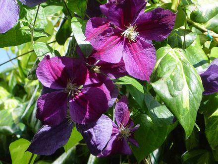 Clematis growing through the ivy.