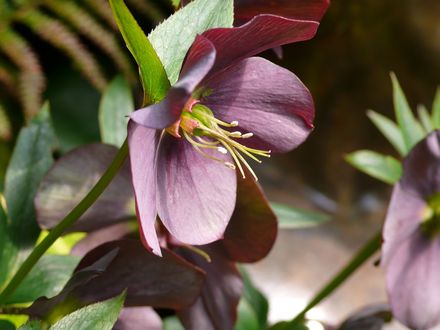 Hellebores in the woodland garden Spring 2008