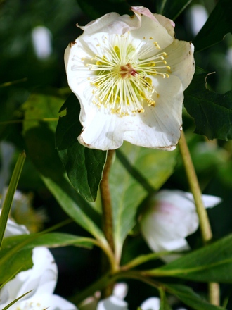 Helleborus niger (Helleborus niger (Christmas rose))
