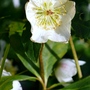 Helleborus niger (Helleborus niger (Christmas rose))