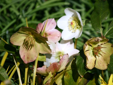 Helleborus niger (Helleborus niger (Christmas rose))