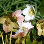 Helleborus niger