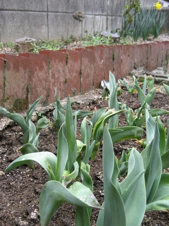 tulip (Tulipa gesneriana)
