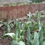 tulip (Tulipa gesneriana)