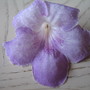 Streptocarpus