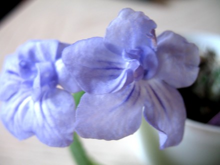Streptocarpus Blue Heaven (Streptocarpus)