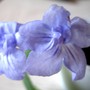 Streptocarpus