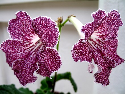 Streptocarpus Snowkist Strawberry Fizz (Streptocarpus)